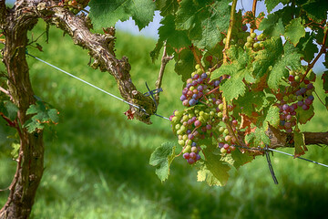 Clsoe up of grapevines in vineyard