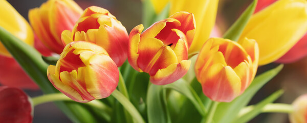 Red and yellow tulips in a bouquet close up, horizontal banner