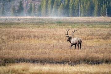 A bull elk wanders around in an meadow in Yellowstone National Park in the morning fog