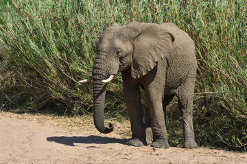 Fototapeta premium Elephant at dry riverbed, Hluhluwe G.R. ,South Africa