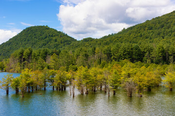 Fototapeta na wymiar Trees in water on Watauga Lake in Tennessee