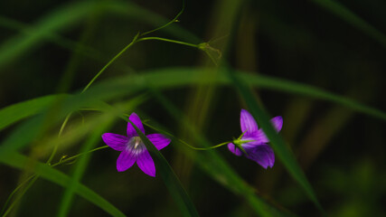 Fioletowe kwiaty © Grzesiek