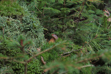 Landscapes and colseups