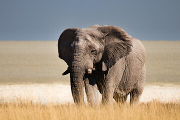 Elephant at the edge of the Etosha Salt Pan
