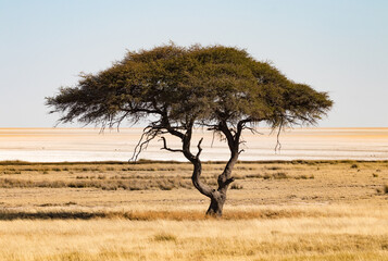 Tree in the plains of Etosha National Park on the edge the salt pan