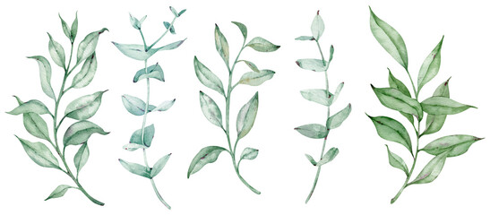 Fototapeta na wymiar Watercolor greenery set with eucalyptus branches. Natural foliage illustration isolated on the white background.
