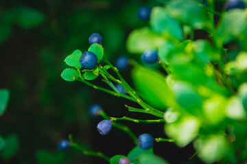 czarne jagody © Grzesiek