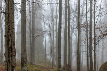 Fototapeta na wymiar Foggy day in the Ukrainian Carpathian mountains! Wonderful autumnal sunny and slightly foggy forest!