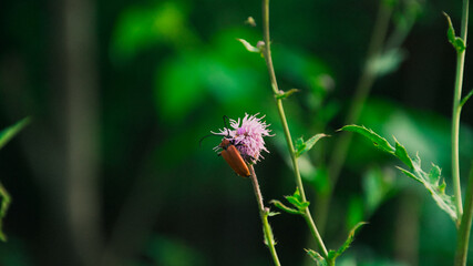 koniczyna © Grzesiek