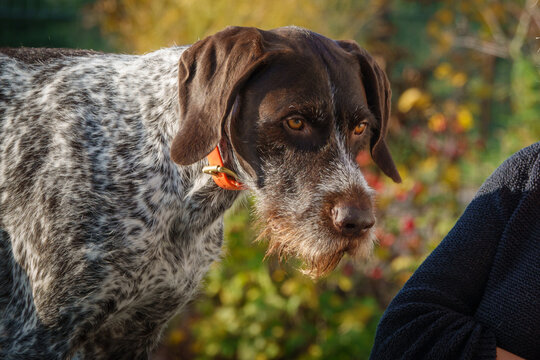  portrait of a German Drahthaar hunting dog