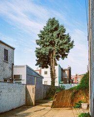 Single tree in a yard surrounded by houses.