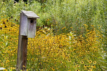 Blackeye Susans surrounds a bird house mounted on a wooden post