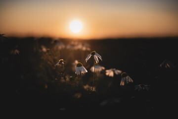 Fototapeta premium Flowers in the field at sunset. Romantic scenic evening view