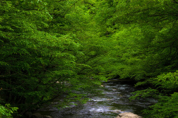 Obraz premium Laurel Creek in The Tennessee Smoky Mountains