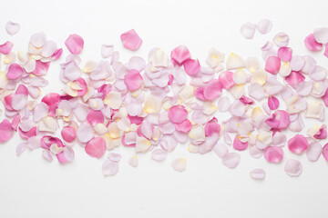 Pink rose flowers petals on white background. Flat lay, top view, copy space.