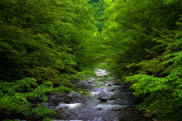 Laurel Creek  in The Tennessee Smoky Mountains
