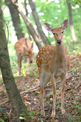 Three surprised deer, family in the woods.