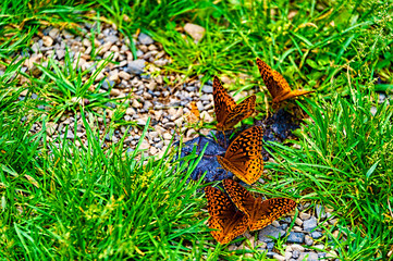 Aphrodite Fritillary Butterfly close up