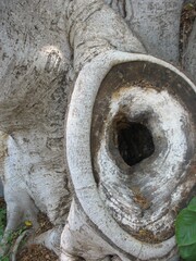 old cannon on the tree