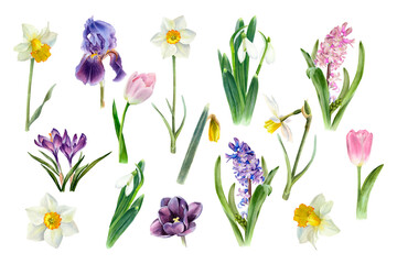 Watercolor spring flowers growing in the garden. Botanical collection. Hyacinth, tulip, daffodils, crocus, iris, snowdrop, narcissus