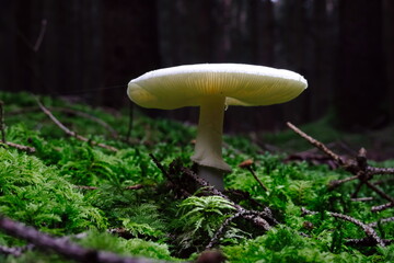Close-up of a wild mushroom Destroying angel growing under the sunlight in the woods, scientific...