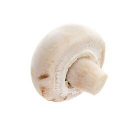 champignon isolated on a white background.