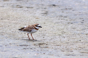 Wilson's Plover (Charadrius wilsonia); isolated on a sandbar. Bahia Brazil