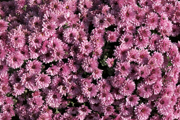 Closeup of purple blossoming chrysanthemum flower bush, decorative flowers