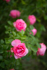 Beautiful pink roses bush Kordes selection in the garden