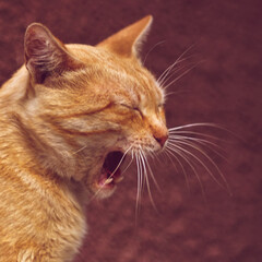 funny ginger cat widely yawns, portrait in profile closeup.