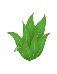 Grass or bushes. Green realistic spring grass. Fresh plants, garden botanical greens, herbs and leaves vector isolated on white. Natural lawn meadow bushes, floral vegetation