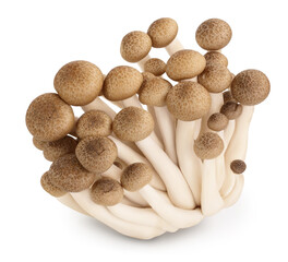 Brown beech mushrooms or Shimeji mushroom isolated on white background with clipping path and full depth of field.