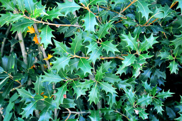 A beautiful lush holly bush with green carved leaves. Traditional Christmas plant