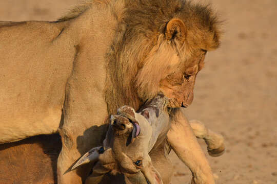 Lion drags away an antelope, Kgalagadi TFP, South Africa