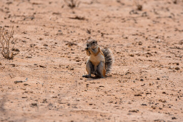 Ground squirrel, Kgalagadi TFP, South Africa
