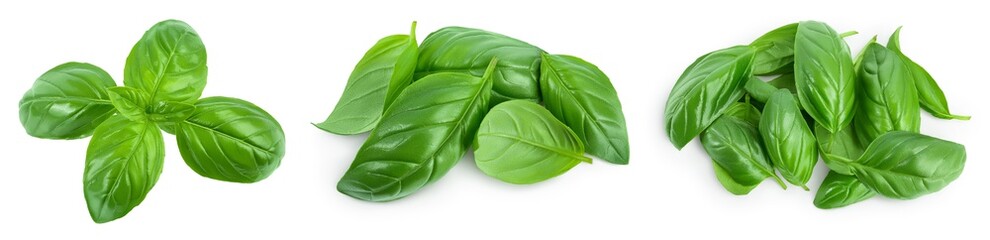 Fresh basil leaf isolated on white background with clipping path and full depth of field. Top view. Flat lay, Set or collection