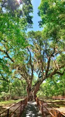 Jacksons Oak