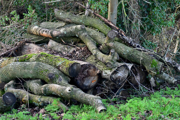 Closeup of a firewood pile in the forest, England