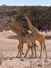 Giraffes playing with friends, Kgalagadi TFP, South Africa