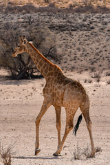Obraz na płótnie Canvas Giraffe walking through the savannah, Kgalagadi TFP, South Africa