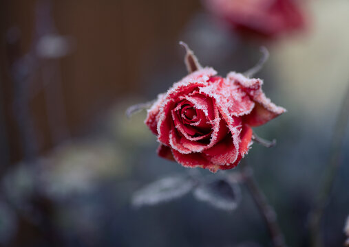 frozen rose covered with ice crystals. idea of flowers and gardening in winter, saving flowers through the cold season