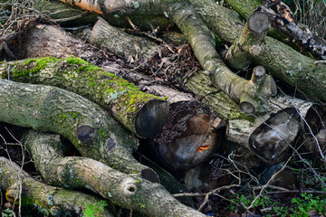 Closeup of a cut wood pile in the wood, England