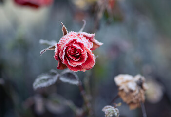 frozen rose covered with ice crystals. idea of flowers and gardening in winter, saving flowers...