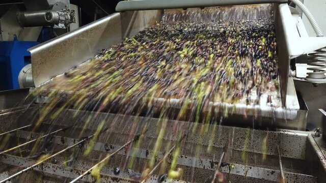 Olive defoliation wash machine,olives mill industry,italian extra virgin oil 4k