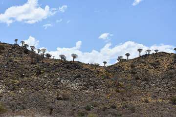 Quiver trees landscape, South Namibia