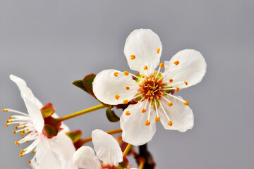 White Plum Blossom 01