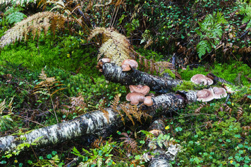 Autumn in the forest showing ground vegetation with mushrooms, dying plants and green moss.