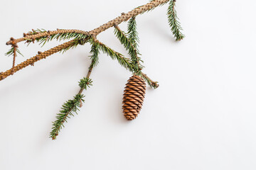 Dried Christmas tree, needles crumbled on white background. Flat lay, top view, copy space.
