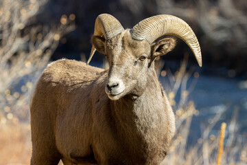 Bighorn Sheep Waterton