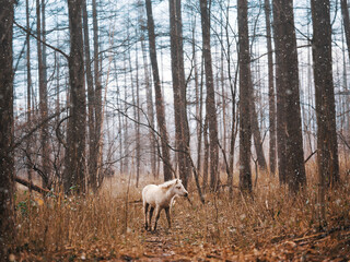 Fototapeta premium 森の白馬